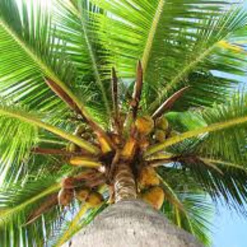 Coconut Palm Trees 50 Off Going Out Of Business Sale For Sale In